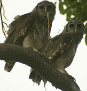 Verreaux's Eagle-Owl