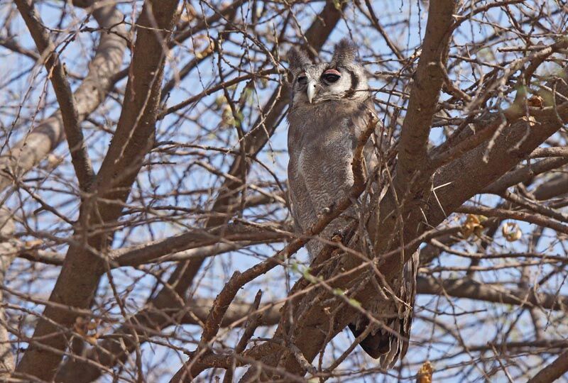 Verreaux's Eagle-Owl