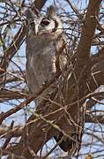 Verreaux's Eagle-Owl