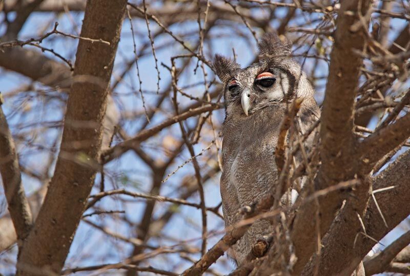 Verreaux's Eagle-Owl