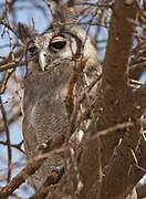 Verreaux's Eagle-Owl