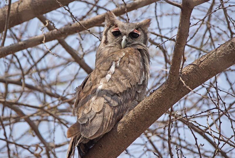 Verreaux's Eagle-Owl