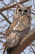 Verreaux's Eagle-Owl