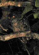 Spot-bellied Eagle-Owl