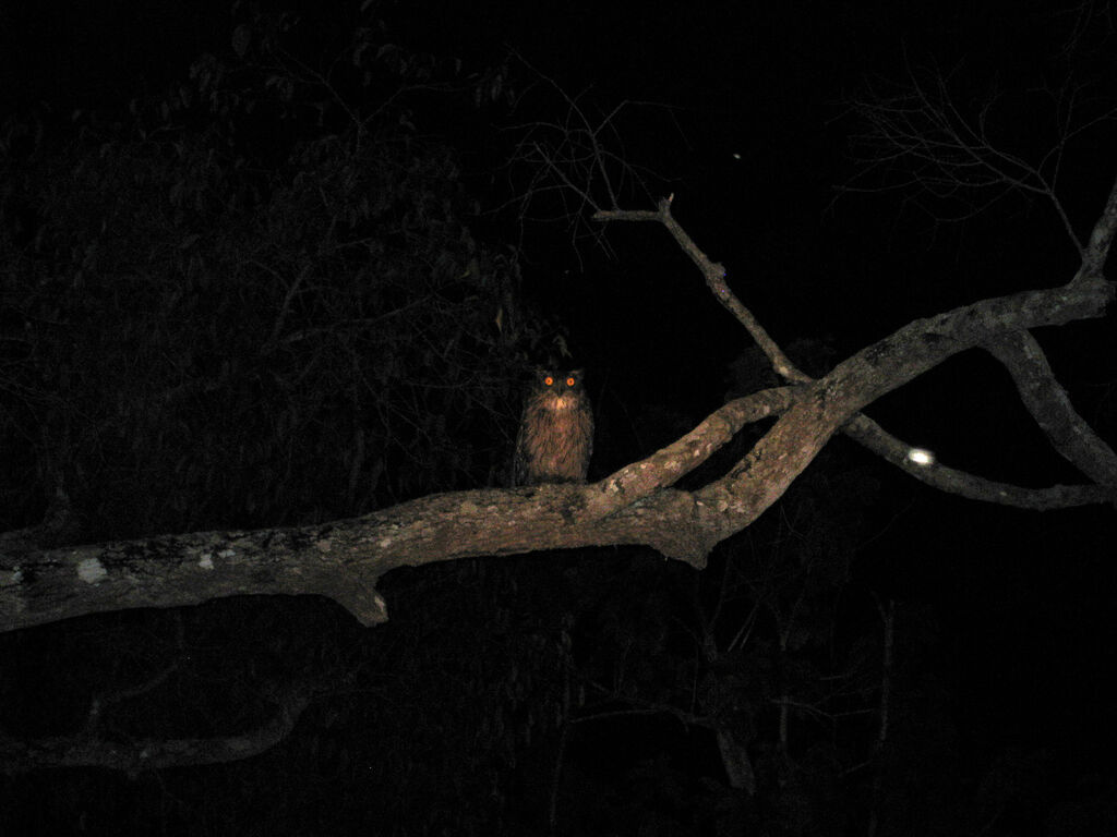 Spot-bellied Eagle-Owl