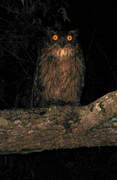 Spot-bellied Eagle-Owl