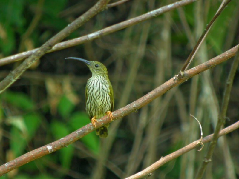 Streaked Spiderhunter