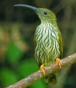 Streaked Spiderhunter