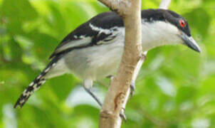 Great Antshrike