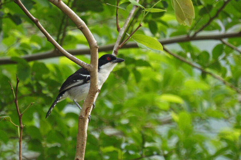 Great Antshrike