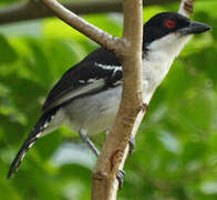 Great Antshrike