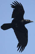 Northern Raven