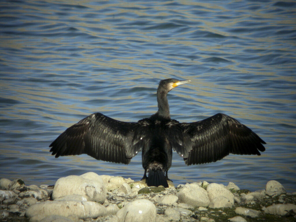 Great Cormorant