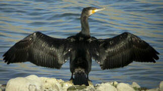 Great Cormorant