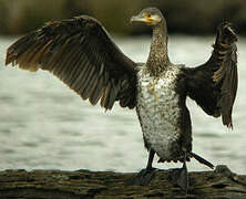 Great Cormorant