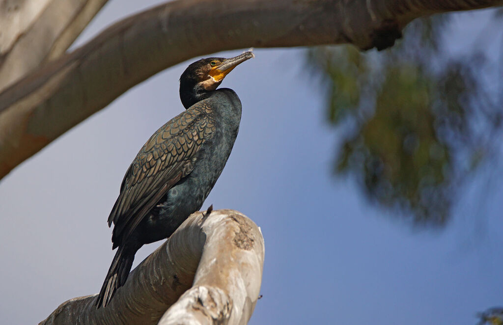 Great Cormorant