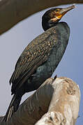 Great Cormorant