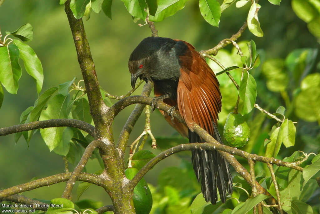 Greater Coucaladult, Behaviour