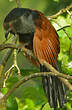 Grand Coucal