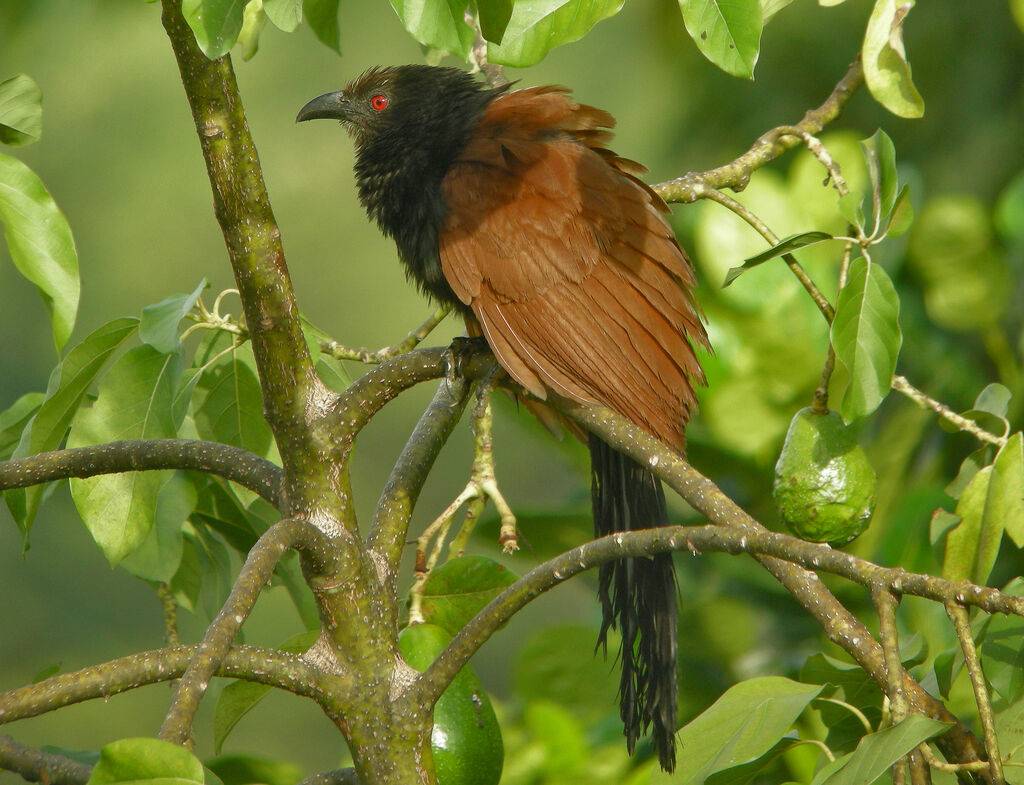 Greater Coucal