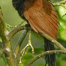 Grand Coucal