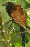 Greater Coucal