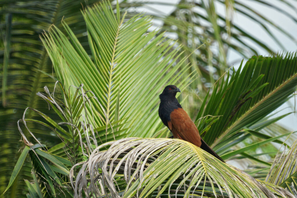 Greater Coucal