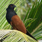 Grand Coucal