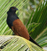 Greater Coucal