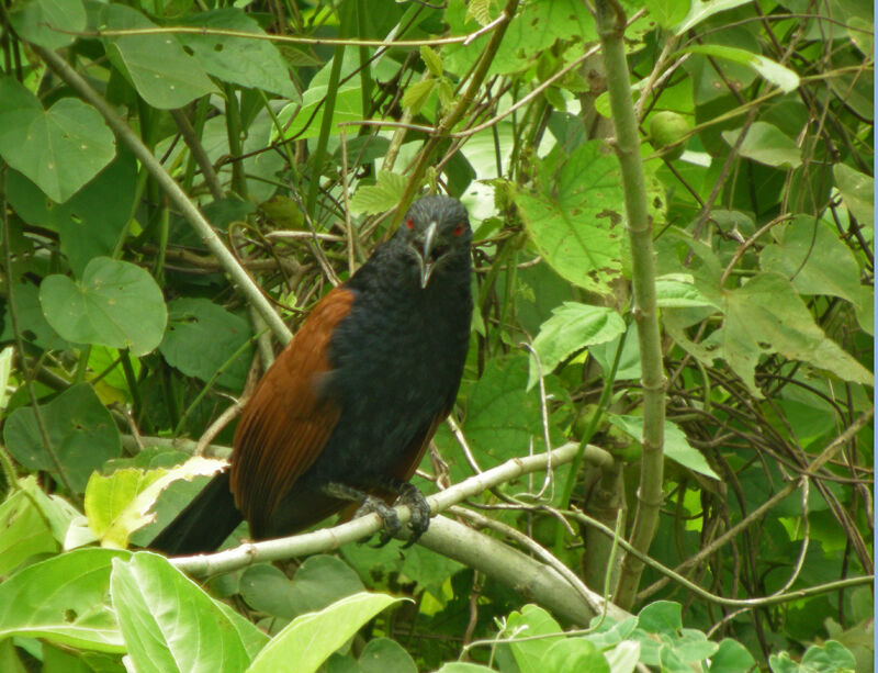 Greater Coucal