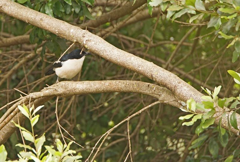 Tropical Boubou