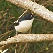 Tropical Boubou