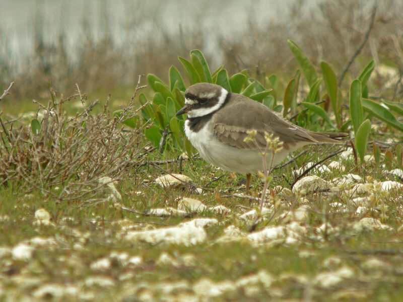 Common Ringed Plover