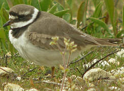 Common Ringed Plover