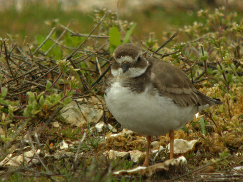 Common Ringed Plover