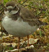 Common Ringed Plover