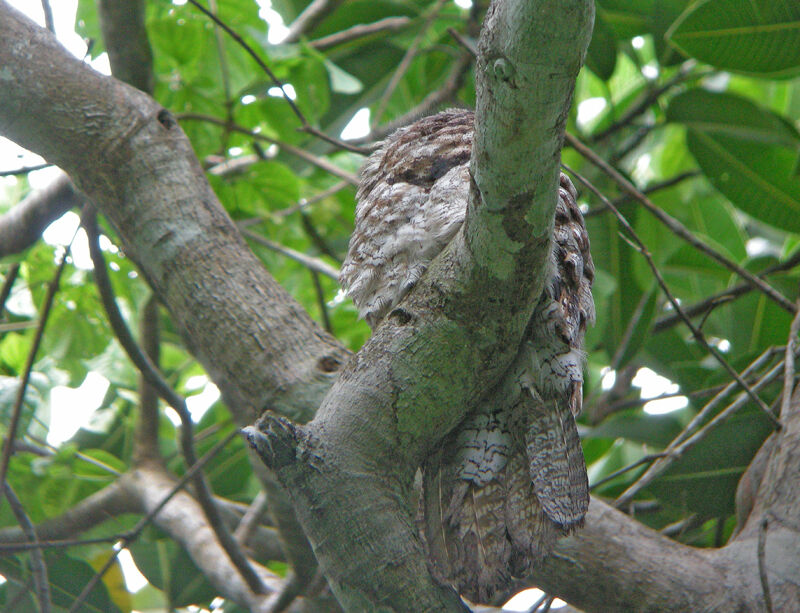 Great Potoo