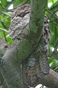 Great Potoo