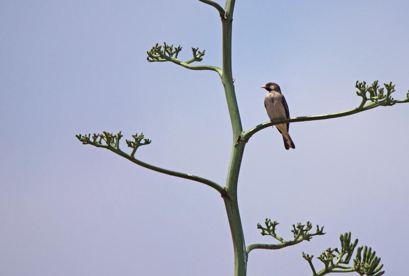 Greater Honeyguide