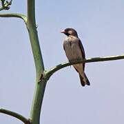 Greater Honeyguide