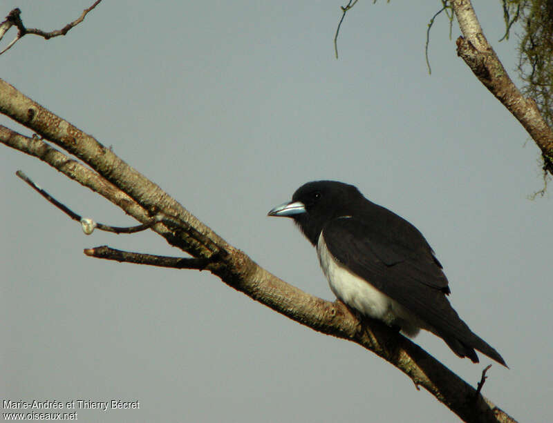 Great Woodswallow