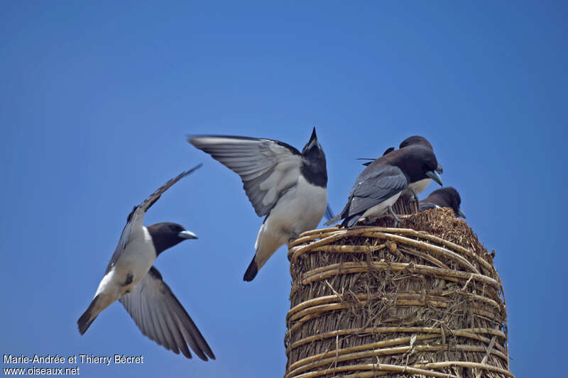 Great Woodswallow