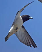 Great Woodswallow