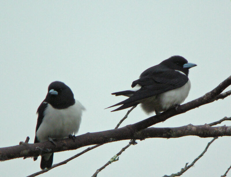 Great Woodswallow