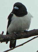 Great Woodswallow