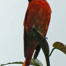 Grand Minivet