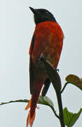 Orange Minivet