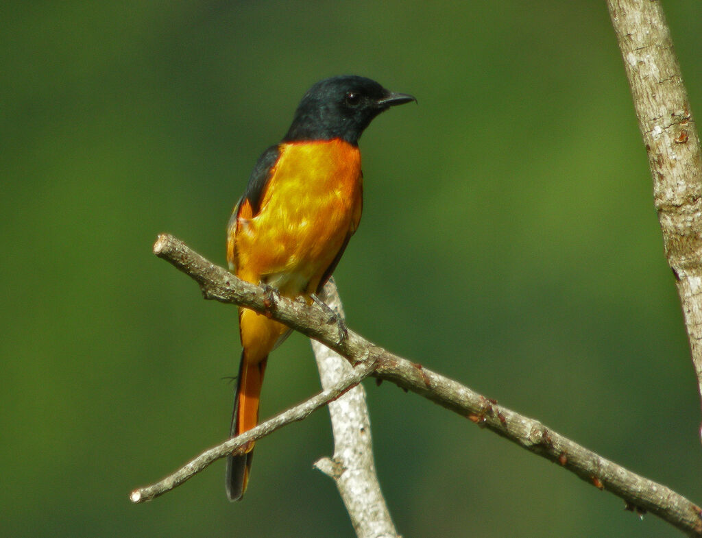 Grand Minivet, identification