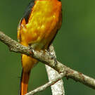 Grand Minivet