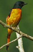 Orange Minivet